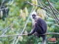 12月25日，广西崇左国家级自然保护区，植物园猴群的几只白头叶猴。白头叶猴是中国特有的国家一级保护野生动物，野生种群90%以上分布在广西崇左白头叶猴国家级自然保护区。近年来，保护区实施了多种保护措施使白头叶猴种群健康发展，目前当地白头叶猴种群数量已增加到130多群、1200多只。（图/陈冠言）
