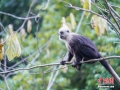 12月25日，廣西崇左國家級(jí)自然保護(hù)區(qū)，植物園猴群的幾只白頭葉猴。白頭葉猴是中國特有的國家一級(jí)保護(hù)野生動(dòng)物，野生種群90%以上分布在廣西崇左白頭葉猴國家級(jí)自然保護(hù)區(qū)。近年來，保護(hù)區(qū)實(shí)施了多種保護(hù)措施使白頭葉猴種群健康發(fā)展，目前當(dāng)?shù)匕最^葉猴種群數(shù)量已增加到130多群、1200多只。（圖/陳冠言）