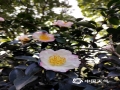 中国天气网广西站讯 近日，南宁天气晴暖，金花茶公园里的茶花悄然盛开，娇艳的花朵吸引了市民们驻足观。（图/何草青 文/陈丽娜）