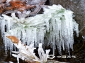 1月7日，新年的第一波寒潮前锋已抵达江苏省无锡市，锡北镇斗山村天气寒冷，大片草木结出冰凌，晶莹剔透。（图/陈惠初）