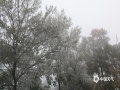 中国天气网广西站迅 受冷空气影响，1月8日，钦州浦北县五皇山石祖禅茶园出现雾凇美景。山间雾气缭绕，如薄纱笼罩；树的枝叶缀满雾凇，一簇簇，一团团，装点出一个冰清玉洁的世界，吸引了不少游人不畏严寒争相观赏，驻足留影​。（图文/ 何传艳）