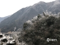 中国天气网广西站讯 1月9日，柳州市​融水县高寒山区和北部乡镇出现了冰冻和道路结冰。据自动气象站统计，融水全县有24个站点最低气温低于0℃，其中元宝山飞来石最低气温低至零下6.8℃，出现了雨凇美景。（图文/冯珍灵）