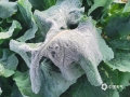 图为12日早晨，河池市环江县一乡镇出现霜冻天气，橄榄菜叶被冻住。（图/梁丽娜）
