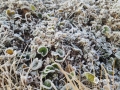 图为12日早晨，梧州市苍梧县气象局观测场内的草地上结满霜冻住。（图/苏少青）