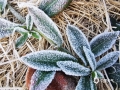图为12日早晨，梧州市藤县的植物结冰。（图/梁海兰）