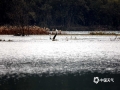 中国天气网讯 昨天，通讯员在桂林市区漓江下游段看到，冬季漓江有成群结队的白鹭在此栖息，与光秃秃的乌桕树及平静的江面构成了一幅幅美丽的画卷。（图/梁冰  文/郁海蓉）