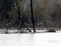 中国天气网讯 昨天，通讯员在桂林市区漓江下游段看到，冬季漓江有成群结队的白鹭在此栖息，与光秃秃的乌桕树及平静的江面构成了一幅幅美丽的画卷。（图/梁冰  文/郁海蓉）
