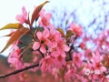 中国天气网广西站讯 1月22日，河池金城江区长排村满山的樱花已经悄然开放，浓淡适宜的粉色，娇艳可人，远看如云似霞般炫目。（图/吴雨婧 文/韦双双）