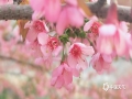 中国天气网广西站讯 1月22日，河池金城江区长排村满山的樱花已经悄然开放，浓淡适宜的粉色，娇艳可人，远看如云似霞般炫目。（图/吴雨婧 文/韦双双）
