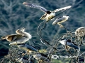 中国天气网讯  昨天在暖阳照耀下，南宁市青秀湖畔的数只鹭鸟更显活跃，它们或静静伫立在枝头，或张开翅膀翩翩飞舞，或彼此间相互嬉戏打闹，构成了一幅美好的生态画卷。（图/老曾  文/郁海蓉）
