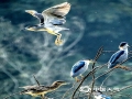 中国天气网讯  昨天在暖阳照耀下，南宁市青秀湖畔的数只鹭鸟更显活跃，它们或静静伫立在枝头，或张开翅膀翩翩飞舞，或彼此间相互嬉戏打闹，构成了一幅美好的生态画卷。（图/老曾  文/郁海蓉）