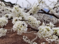 中国天气网讯 今天（30日），贺州贺街镇三步梯的万亩李花竞相绽放，吸引不少市民前来观赏。满山的李树枝头都绽放出白色的花朵，满满当当，依着山头连成白茫茫的一片，不少树下还有大片白色的落花，令人彷佛置身一片“雪海仙境”，美的清新、壮观，让人流连忘返。（文/潘春江 图/韦小雪）