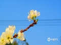 中国天气网讯 2月3日，来宾上空蓝天重现，立春时节温暖和煦，兴宾区的雪白的李花在蓝天的映衬下格外美丽。（文/苏庆红 图/韦毅）