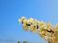 中国天气网讯 2月3日，来宾上空蓝天重现，立春时节温暖和煦，兴宾区的雪白的李花在蓝天的映衬下格外美丽。（文/苏庆红 图/韦毅）