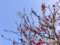 中国天气网广西站讯 近期天气晴好，天气温暖，桂林恭城桃花、玉兰迎春绽放，构成一幅蓝天红花、如诗如画的美景。（图文/严春梅）