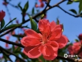 中国天气网广西站讯 近期天气晴好，天气温暖，桂林恭城桃花、玉兰迎春绽放，构成一幅蓝天红花、如诗如画的美景。（图文/严春梅）