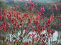 2月7日，广西来宾市象州县一桃树园里，朵朵桃花在暖阳下悄然绽放，争奇斗艳，让人心醉神怡。（图/吴永才 文/苏庆红）