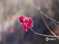 2月7日，广西来宾市象州县一桃树园里，朵朵桃花在暖阳下悄然绽放，争奇斗艳，让人心醉神怡。（图/吴永才 文/苏庆红）