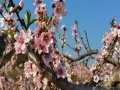 中国天气网广西站讯 桃花开放的迟早与冬季的气温有着密切关系。2020年12月至2021年1月，桂林恭城前期气温明显偏低、后期气温明显偏高，导致当地桃花花期提前了20～30天。2月13日，恭城西岭镇有的桃花花开正艳，粉色的桃花吸引了不少蜜蜂前来，在不同花蕊上停留、穿梭。（图文/严启兴）