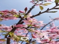中国天气网广西站讯 近期，贵港市北环路幸福里的油菜花与桃花竞相迎春绽放。春暖花开，不仅引来了蜜蜂、蝴蝶在花间萦绕，还吸引了众多游客前来观赏、拍照。（图文/蒙小寒）