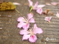 中国天气网讯 3月4日，在广西防城港市的马路边儿上，细雨蒙蒙中紫荆花竞相绽放，缤纷多姿的花朵扮美了城市的街景。（图文/韦樊妮）