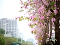 中国天气网讯 3月4日，在广西防城港市的马路边儿上，细雨蒙蒙中紫荆花竞相绽放，缤纷多姿的花朵扮美了城市的街景。（图文/韦樊妮）