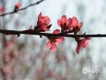 三月以来，随着天气的回暖，隆林乡村一株株桃花在春雨的滋润下竞相开放，给​乡村的春天增添了绚丽的色彩。（图文/尹华军）