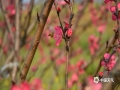 三月以来，随着天气的回暖，隆林乡村一株株桃花在春雨的滋润下竞相开放，给​乡村的春天增添了绚丽的色彩。（图文/尹华军）