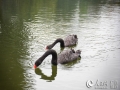 人民网南宁3月9日电 3月8日，春日的南宁里，一对可爱的黑天鹅在湖中嬉戏，悠然游弋觅食，它们优雅恬静的姿态吸引了游人的目光。图为黑天鹅在水中游弋觅食。（图文/王功孝）