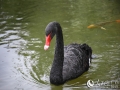 人民网南宁3月9日电 3月8日，春日的南宁里，一对可爱的黑天鹅在湖中嬉戏，悠然游弋觅食，它们优雅恬静的姿态吸引了游人的目光。图为可爱的黑天鹅。（图文/王功孝）