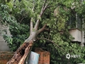 图为4日桂林市灵川一小区树木倒伏，压到民房。（图/林政）