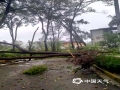 图为4日柳州市融水县融水镇小荣村树木倒伏。（图/蓝求）
