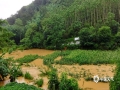 图为田东县印茶镇印茶村农田被淹。（图/覃蕾）