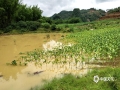 图为受强降雨影响，在逻楼镇布林村部分烟田积水严重，影响烟叶正常生长。（图/卢科华）