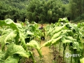 图为受强降雨影响，在凌云县逻楼镇布林村一带，烟田积水严重，烟农正在对烟叶进行抢收 。（图/卢科华）
