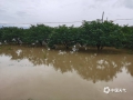 中国天气网讯 5月23日夜间至24日，桂林市恭城县出现大暴雨，局部特大暴雨。据统计5月23日20时至24日08时，累计降雨量100毫米以上有5个自动站点，最大降雨量出现在西岭镇为 216.4 毫米。强降雨导致当地街道严重积水，交通出行受阻，沿街商铺积水内涝，农田、果树受淹，损失严重。图为西岭镇街道严重积水、交通受阻。（图文/严春梅 唐小琴）