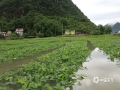 6月1日至2日，來賓持續(xù)強(qiáng)降雨，導(dǎo)致城區(qū)部分地區(qū)出現(xiàn)內(nèi)澇，?部分鄉(xiāng)鎮(zhèn)不同程度受災(zāi)。武宣桐嶺鎮(zhèn)大祥村果樹、花生地被淹，興賓區(qū)陶鄧鎮(zhèn)九合村委凡屯村出現(xiàn)山石滾落損壞房屋情況。圖為武宣桐嶺鎮(zhèn)大祥村花生地被淹。（文/趙倩 圖/莫崇越）