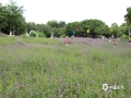 中国天气网讯 近日，柳州天气晴好，市雀儿山公园的马鞭草竞相开放，吸引了不少游客前来打卡、拍照。（图文/韦莉）