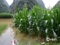 中国天气网广西站讯 6月24日凌晨，广西百色市隆林各族自治县隆或镇出现特大暴雨，过程降雨量253.6毫米，是隆林进入汛期以来过程降雨量最大一次。特大暴雨造成隆或镇玉米、烟草、生姜、水稻等农作物被淹，造成了较大的损失，部分道路被水冲坏，造成车辆无法通行。（图文/沈连杰）