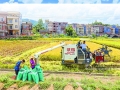 近日，在苍梧县沙头镇永乐村，当地群众抓住晴好天气全力抢收早稻。（图/何华文）
