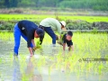 8月2日，在柳州市柳江区穿山镇林寺村，村民在加紧晚稻插秧作业。柳江区是广西商品粮食生产基地，随着立秋节气的临近，该区“双抢”工作进入尾声。（图/黎寒池）