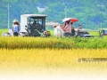 连日来，在德保县隆桑镇桥头村，村民正抢收早稻，确保颗粒归仓。（图/周军）
