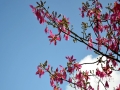 进入9月初，广西隆林县的进城大道、迎宾路、园区等多条道路旁的美丽异木棉花正竞相绽放，一株株盛开的美丽异木棉花点缀在绿化树林中，粉红色的花簇在蓝天白云映衬下格外美丽。（图文/尹华军）