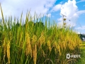 进入9月，广西河池迎来了丰收的季节，9月6日，南丹县的巴平梯田满坡遍野的稻谷金黄耀眼、层次分明，仿佛整个梯田都铺上了一层黄金，绚烂夺目。（图文/韦家宝）