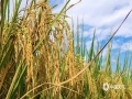进入9月，广西河池迎来了丰收的季节，9月6日，南丹县的巴平梯田满坡遍野的稻谷金黄耀眼、层次分明，仿佛整个梯田都铺上了一层黄金，绚烂夺目。（图文/韦家宝）