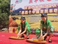 9月22日，河池市金城江区在拔贡稻菜产业核心示范区举办庆祝中国农民丰收节系列活动。（图/廖庆凌）