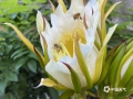 中国天气网广西站讯 今天（9月27日）早晨，来宾武宣路边的霸王花悄悄绽放了，芬芳的花香引来了好几只蜜蜂，蜜蜂在花间飞舞采蜜，点缀了街角。（图文/陈凤梅）