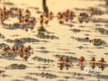 9月27日，傍晚太阳接近海平面时，一群灵动的小沙蟹出现在滩涂里。虽然已经到了秋分节气，但是北海的天气，依旧宛如盛夏。沙蟹们常常会在晴朗的傍晚时分成群结队地出没，俨然一副海滩上的小主人模样。（文/刘宇菲 图/吴杰）
