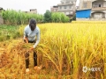 10月28日，通訊員在桂平市石咀鎮(zhèn)河口村看到，秋收工作正有序開展，農戶利用晴好天氣抓緊收割水稻。（圖文/陳健武）