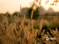 中国天气网广西站讯 秋日来临，玉林五彩田园里大面积的狗尾巴草随季节由绿变黄，成为一道亮丽的风景线，图为11月11日通讯员拍摄到的夕阳下的狗尾巴草。（文/曾茂桂 图/宋建州）